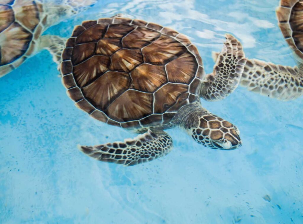 les tortues aquatiques